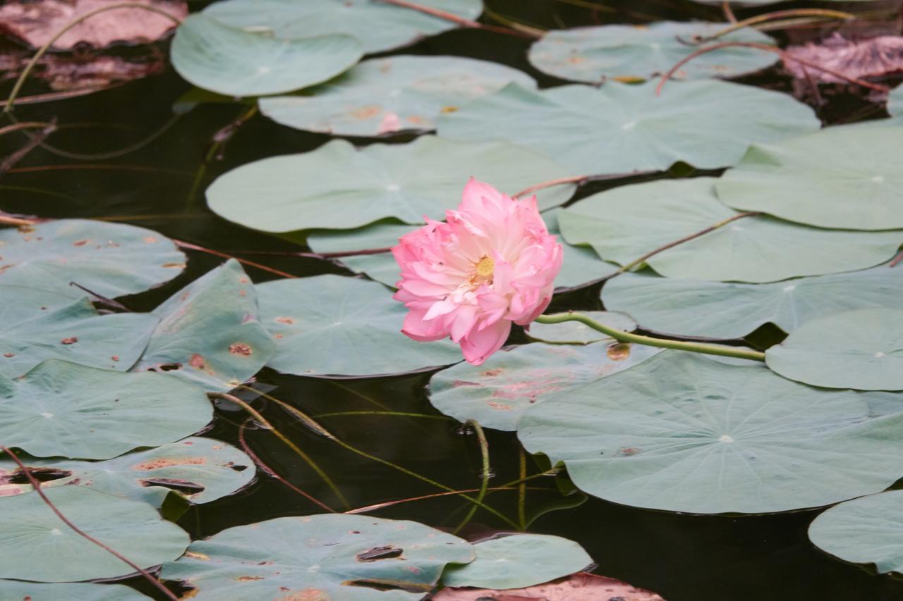 Deepanjali Wellness & Retreat Otel Thanniyam Dış mekan fotoğraf